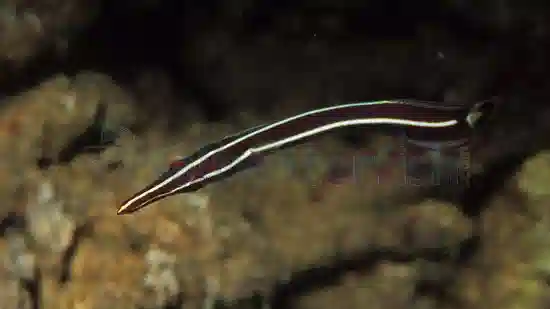 Yellow Striped Clingfish